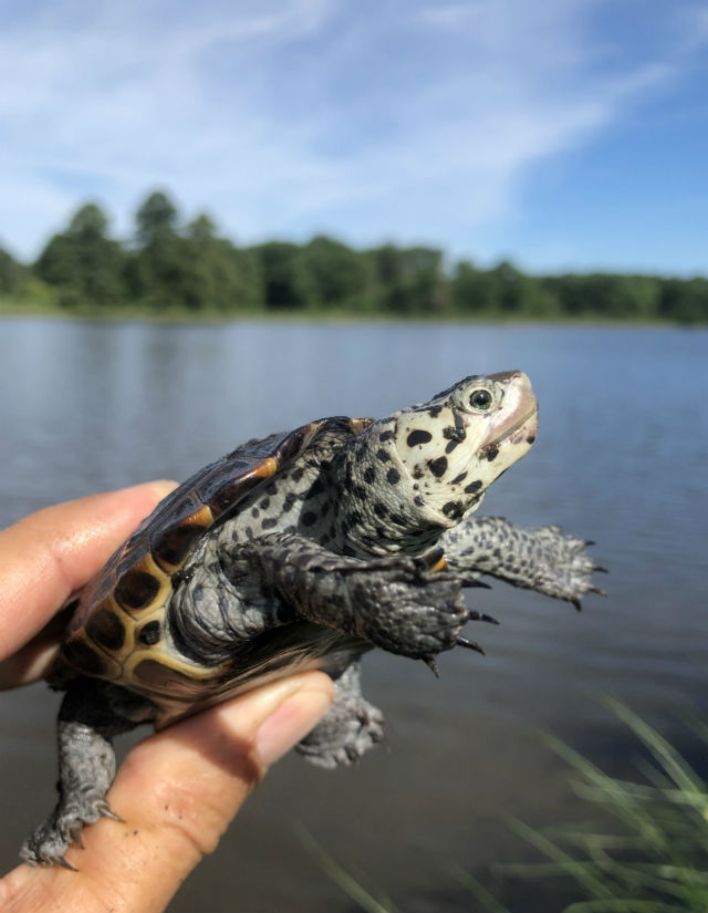 Diamondback Terrapin